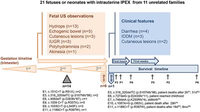 Intrauterine IPEX